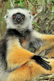Propithecus: Diademed Sifaka