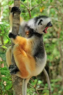 Sifakas: Diademed Sifaka - calling