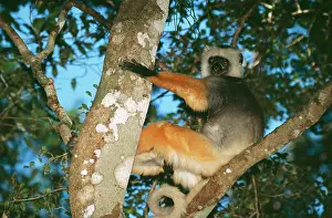 Sifakas: Diademed SIFAKA - in tree