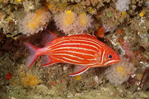 Crowned: Diademhusar (Sargocentron diadema), Aliwal Shoal
