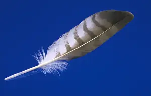 Magnification: Diagnostic shot of a flight feather