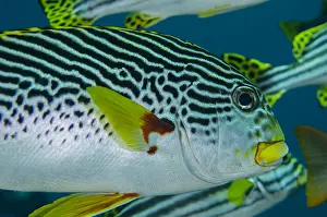 161018: Diagonal-banded Sweetlips - USAT (US Army Transport)