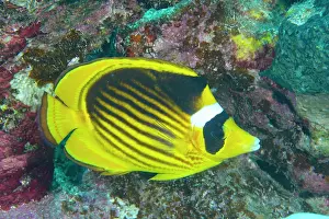 Butterflyfish: Diagonal butterflyfish (Chaetodon fasciatus), House