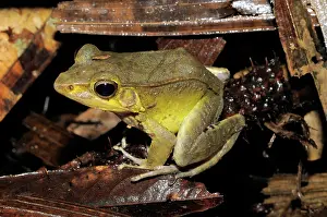 Diagonal: Diagonal-lined frog