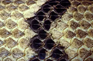 Puzzle: Diamond-back Rattlesnake