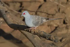Geopelia: Diamond Dove
