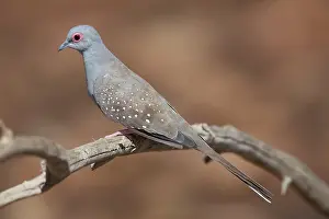 Geopelia: Diamond Dove