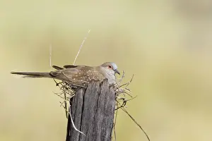Geopelia: Diamond Dove