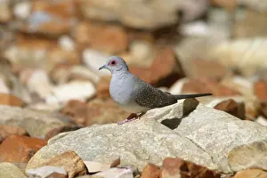 Geopelia: Diamond Dove - approaching waterhole