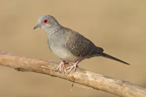 Australias: Diamond Dove - Australia's smallest dove