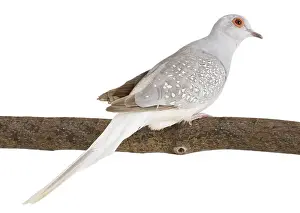 Livia: Diamond Dove on branch