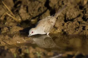 Geopelia: Diamond Dove drinking