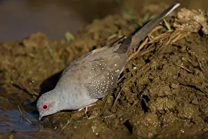 Geopelia: Diamond Dove - drinking