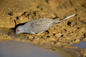 Geopelia: Diamond Dove - drinking