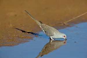 Geopelia: Diamond Dove - drinking at pool