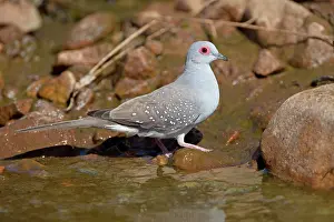 Aboriginal: Diamond Dove - by drinking pool in Donkey Creek