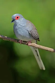 Diamond: Diamond dove (Geopelia cuneata), adult on branch