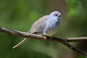 Cuddly: Diamond dove (Geopelia cuneata), adult, on perch