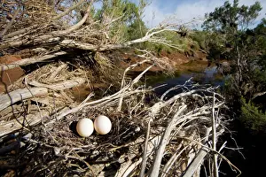 Geopelia: Diamond Dove - nest showing surrounding habitat