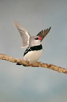 Aviary: Diamond Firetail - On branch wings open front view