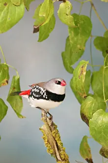 Aviary: Diamond Firetail - In creepers side view, captive cage bird