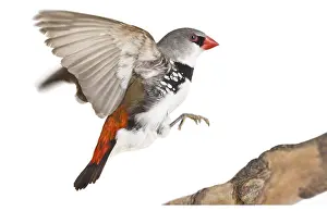 Landings: Diamond Firetail landing on a branch
