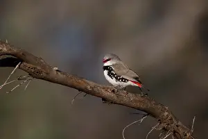 141118: Diamond Firetail - At Namadgi National Park - Australian
