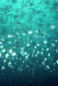 Argenteus: DIAMOND FISH - SHOAL