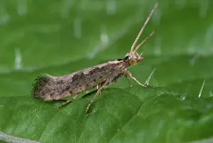 Yponomeutidae: Diamond back moth