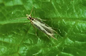 Yponomeutidae: Diamond back moth