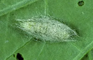 Diamond: Diamond back moth cocoon