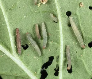 Diamond: Diamond back moth larvae