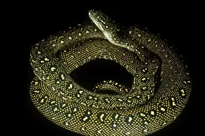 Diamond: Diamond Python