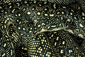 Diamond: Diamond Python