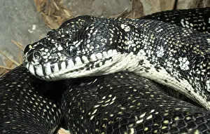 Diamond: Diamond Python