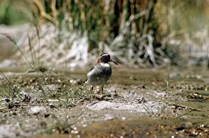 Alan Greensmith: Diamond Sandpiper Plover