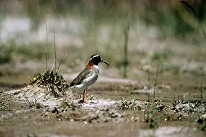 Alan Greensmith: Diamond Sandpiper Plover