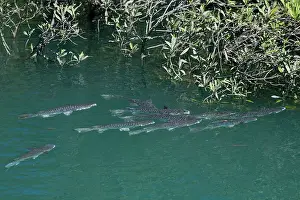 Tributary: Diamond-scale Mullet - By mangroves in a tributary