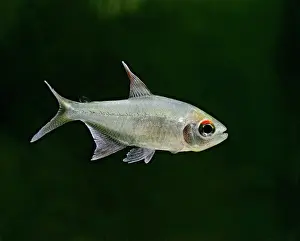 Tetra: Diamond Tetra / Pittiers tetra - side view, tropical