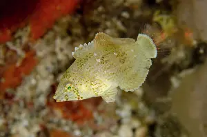 Diamond: Diamond Wrasse - juvenile