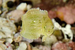 Diamond: Diamond Wrasse - juvenile