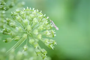 250417: Diamondback Moth on Angelica seed head, Norfolk UK