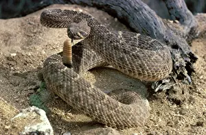 Diamond: Diamondback Rattlesnake