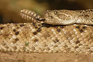 Foreground: Diamondback Rattlesnake (Crotalus atrox)