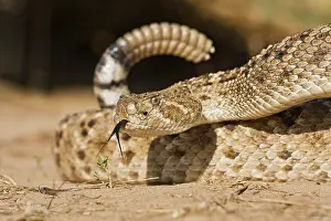 Coiled: Diamondback Rattlesnake (Crotalus atrox)