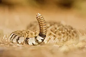 Crawling: Diamondback Rattlesnake (Crotalus atrox)