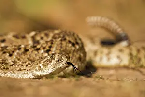 Crawling: Diamondback Rattlesnake (Crotalus atrox)