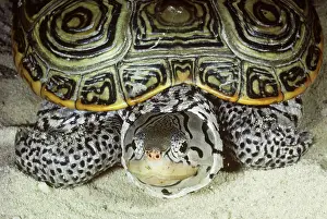 Terrapin: Diamondback Terrapin
