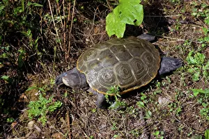 Terrapin: Diamondback Terrapin