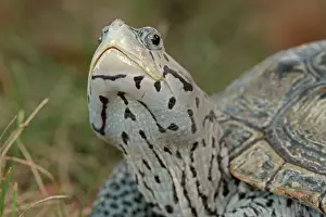 Terrapin: Diamondback Terrapin (controlled conditions)